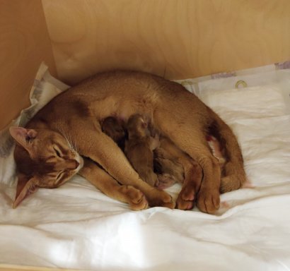 Freya, Frodo, Faramir, Abessinierkittens ruddy